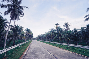 Empty road with coconut palm trees.