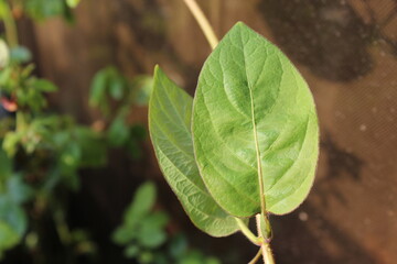 two green leaves of Lonicera caprifolium leaf of Italian woodbine leaves Italian honeysuckle perfoliate woodbine green leaf plant organic apartment plant decoration plant with flowers