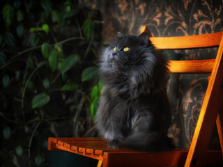 Gray persian cat sitting on chair & thinking against wall. Gray persian cat cute exotic grey kitten looking away. Long fluffy hair gray cat - adorable pet portrait. Longhair full persian kitten pretty