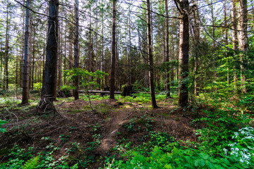 path in the forest in the summer