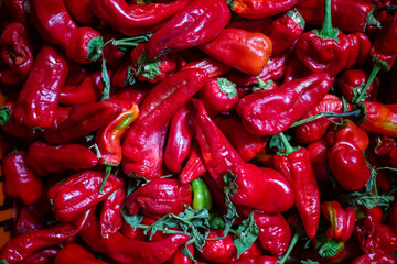 Canvas Print - Harvest of red chili peppers