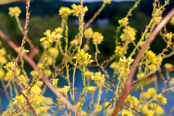 Wall Mural - Des fleurs sauvage au bord du lac