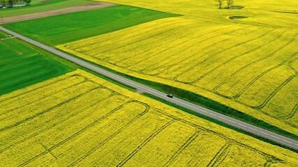 Wall Mural - road between yellow and green rape fields, aerial view