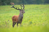 Fototapeta Sawanna - Capital red deer, cervus elaphus, stag looking around in his territory on meadow in rutting season. Dominant male mammal with dark strong antlers observing in nature in autumn with copy space.