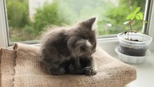 A Small Gray Kitten Wakes Up, Yawns, Stretches, Falls Asleep Again And Lies Down On The Pillow. A Cat On A White Window Sill Next To A Flower. Love For Animals, Caring For Animals.