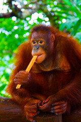 Breakfast with orangutan at Bali zoo, Indonesia