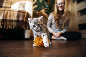 A small two-month-old kitten, a breed of Scottish Straight, plays with a girl at home in the kitchen in daylight. High quality photo