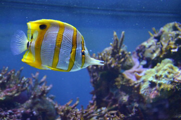 Wall Mural - Tropical fish in aquarium, Berlin