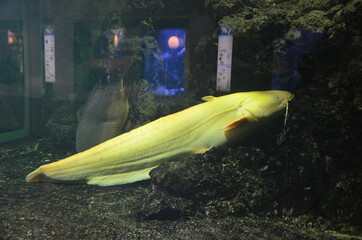 Wall Mural - Tropical fish in aquarium, Berlin