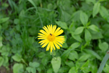Yellow  Flower With Fly Among Green Garden Grass
