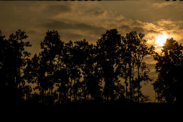 Pine tree at Shillong View Point, Laitkor Peak shillong meghalaya india.
