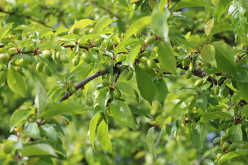 Wall Mural - 
Cherry plum fruits ripen on tree branches in early summer