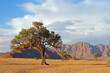 canvas print picture Namib desert landscape with rugged mountains and a thorn tree, Namibia.