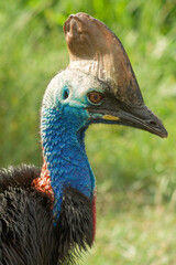 Head and neck of a cassowary bird with green foliage background.