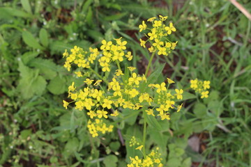 
Bright yellow flower bloomed in a meadow in summer