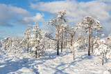 Fototapeta Las - Sunny and snowy winter day in the forest and marsh