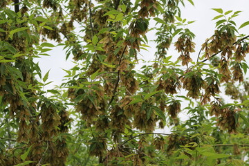 Sticker - Seeds ripen on an American maple tree by the lake in summer