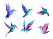 Hummingbird set. Bird illustration. Hand drawn illustration. Isolated
