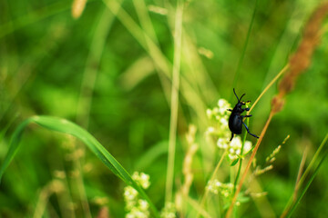 bug on a green leaf