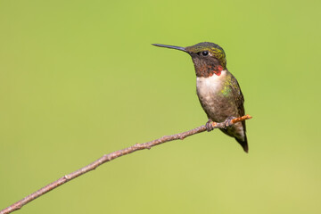 Wall Mural - Ruby-throated Hummingbird