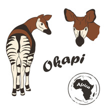 Okapi Vector Image Isolated On White Background. Forest Giraffe In Full Growth And Profile Head. Animal Of Africa. Okapi Or Zebra Giraffe Realistic Color Design In Minimal Style. Endangered Animal. 