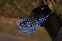 Close Up Of The Head Of A Large Greyhound Dog Wearing A Blue Muzzle