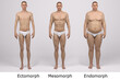 3D Render : the portrait of standing male body type : ectomorph (skinny type), mesomorph (muscular type), endomorph(heavy weight type) , Front View