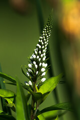 Sticker - green fern leaves