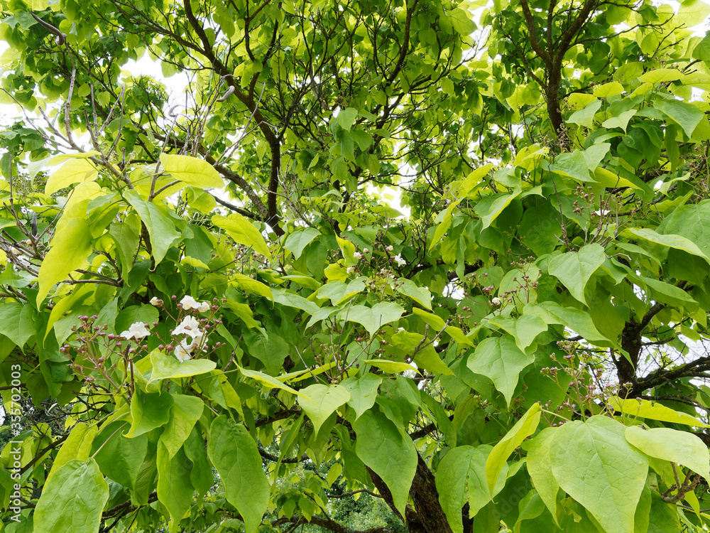 Catalpa bignonioides, southern catalpa, beautiful blossoming tree with long brittle branches covered of bright green leaves shaped great heart 