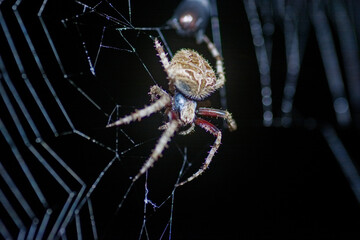 spider on web