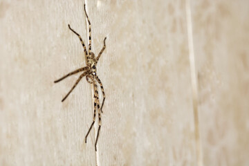 spider isolated on white background