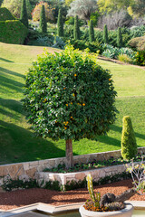 Wall Mural - Beautiful tangerine tree with many ripe mandarins in Bahai garden in Haifa, Israel