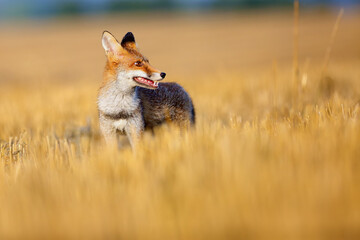 Canvas Print - Red fox (Vulpes vulpes) on a freshly mown stubble.Portrait of a young fox on a field in a yellow stubble.