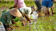 © onyengradar - Indonesia Farmers grow rice in the rainy season. They were soaked with water and mud to be prepared for planting.