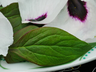 Sticker - purple basil leaves