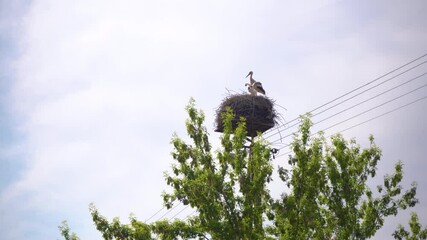 Female adult white stork, ciconia ciconia, looks after young bird chick in big natural nest. European big, majestic bird with red beak is a part of idyllic view. Baby stork spread wings and makes poo.