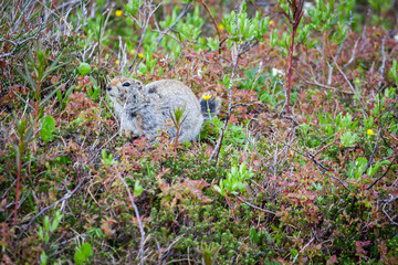 Wall Mural - Ground Squirrel