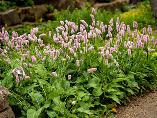 Wall Mural - Dense clump of Persicaria bistorta Superba or bistort in full flower in a garden