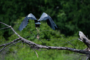 Canvas Print - Great Blue Heron taking flight from tree