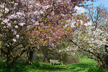 Apple And Cherry Trees Bloom In The Garden On A Sunny Day