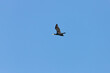 kormoran w locie 