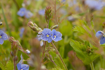 Two beautiful little flowers