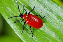 The Scarlet Lily Beetle, Red Lily Beetle, Or Lily Leaf Beetle (Lilioceris Lilii), Is Insect Eats The Leaves, Stem, Buds, And Flower, Of Lilies, Fritillaries And Other Of The Family Liliaceae.