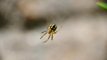 Macro Video Small Colorful Spider On His Web Green Garden Sunny Day Waiting Hunting 