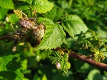 Unripe Green Berries Of A Raspberry On The Bush