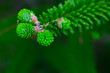 green flowers of low spruce