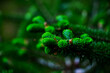 green flowers of low spruce