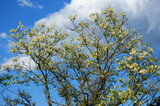 Fototapeta  - kwitnące i pachnące drzewo akacji na tle błękitnego nieba i chmur