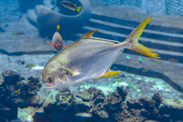 Wall Mural - Trachinotus blochii or snubnose pompano in Atlantis, Sanya, Hainan, China.. Pompanos are marine fishes in the genus Trachinotus in the family Carangidae (better known as 