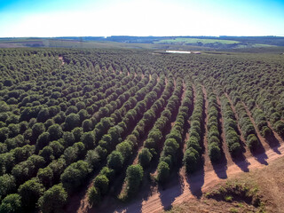 Aerial view of coffee field on farm in Brazil